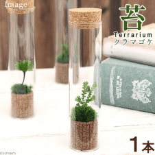 【数量限定】テラリウムキット 苔Terrarium クラマゴケ スリムガラス