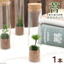 【数量限定】テラリウムキット 苔Terrarium オオカサゴケ スリムガラス