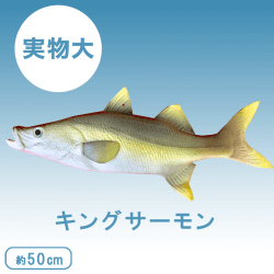 獲れたてぴちぴち!キングサーモンスクイーズ