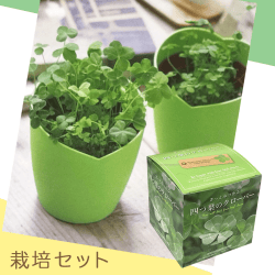 四つ葉のクローバー 栽培セット