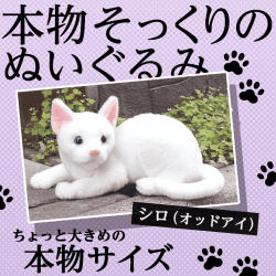 リアルな猫のぬいぐるみ その弐 シロ(オッドアイ)