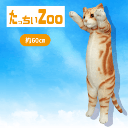 【アメショー】たっちぃZooにゃんこ