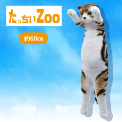 【スコティッシュフォールド】たっちぃZooにゃんこ4
