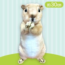 【プレーリードッグ】チョコントアニマル おねだり チンチラプレーリー