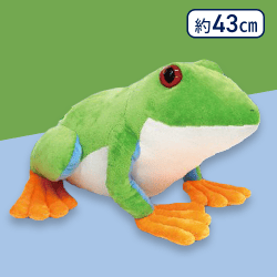 【アカメアマガエル】ぴょこんとアマガエルポイズンウルトラBIG