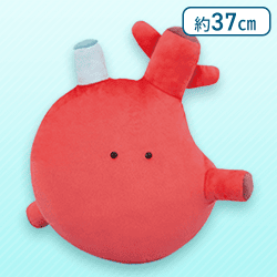 【しんぞう】FANS にんげんのからだぬいぐるみXL