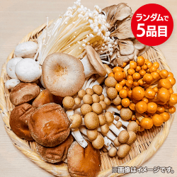 きのこいろいろセット：直送