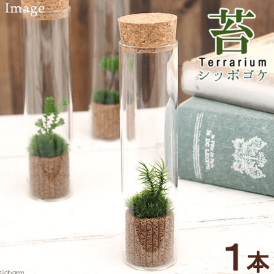 【数量限定】テラリウムキット 苔Terrarium シッポゴケ スリムガラス