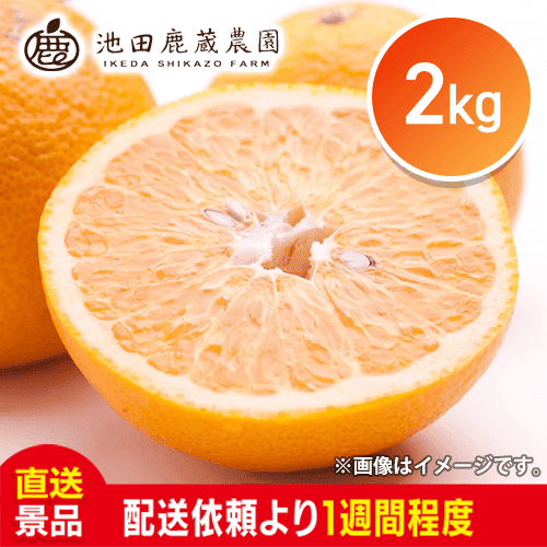 【2kg】わけありはっさく：直送