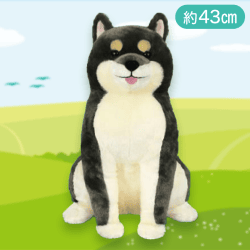 【柴黒兄貴】ほっこり柴犬茶々ノ助なごみ日和BIG