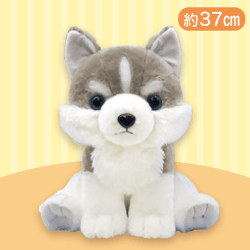 【シベリアンハスキー】もふっとオオカミワンダフルBIG