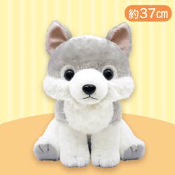 【ハイイロオオカミ】もふっとオオカミワンダフルBIG