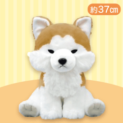 【秋田犬】もふっとオオカミワンダフルBIG